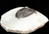 Bargain Mrakibina Trilobite Fossil - #43473-1